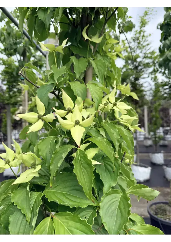 Chinesischer Blumen-Hartriegel 'Chinensis' | Cornus kousa 'Chinensis'