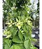 Chinesischer Blumen-Hartriegel 'Chinensis' | Cornus kousa 'Chinensis'