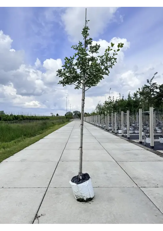 Glanzdorn - Pflaumenblättriger Weißdorn 'Splendens' | Crataegus prunifolia 'Splendens'