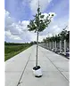 Glanzdorn - Pflaumenblättriger Weißdorn 'Splendens' | Crataegus prunifolia 'Splendens'