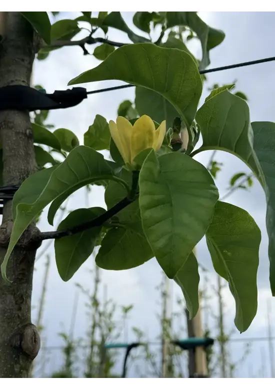 Gelber-Magnolie 'Yellow Bird' | Magnolia brooklynensis 'Yellow Bird'