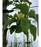 Gelber-Magnolie 'Yellow Bird' | Magnolia brooklynensis 'Yellow Bird'