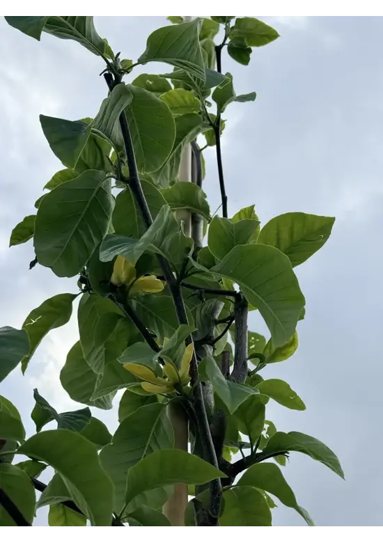 Gelber-Magnolie 'Yellow Bird' | Magnolia brooklynensis 'Yellow Bird'