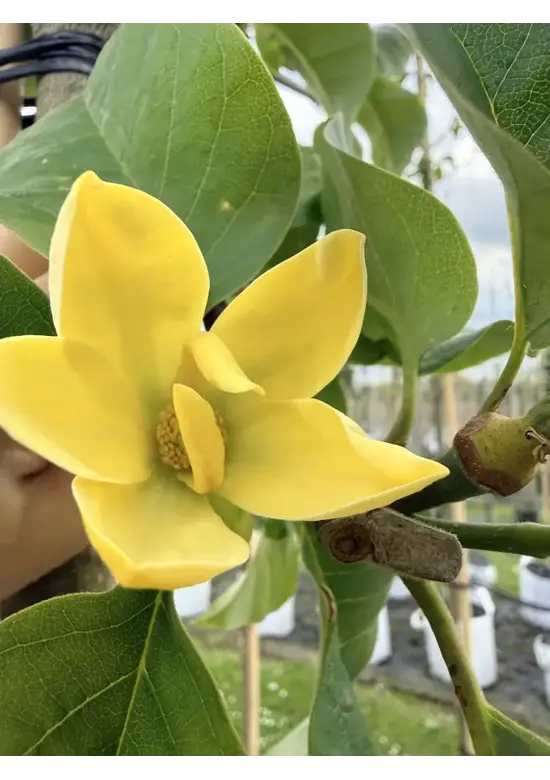 Gelber-Magnolie 'Yellow Bird' | Magnolia brooklynensis 'Yellow Bird'