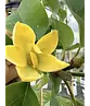 Gelber-Magnolie 'Yellow Bird' | Magnolia brooklynensis 'Yellow Bird'