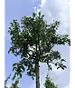 Zierapfel 'Evereste' | Malus 'Evereste'