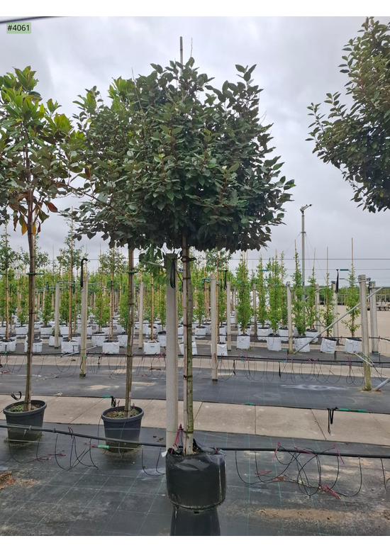 Elaeagnus ebbingei 'Compacta'