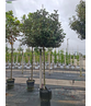 Elaeagnus ebbingei 'Compacta'