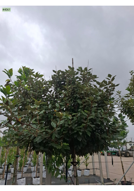 Elaeagnus ebbingei 'Compacta'