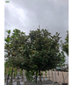 Elaeagnus ebbingei 'Compacta'