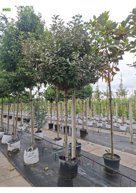 Elaeagnus ebbingei 'Compacta'