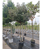 Elaeagnus ebbingei 'Compacta'