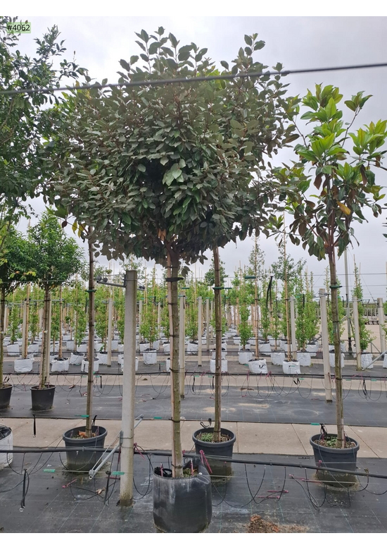 Elaeagnus ebbingei 'Compacta'