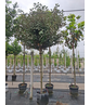 Elaeagnus ebbingei 'Compacta'