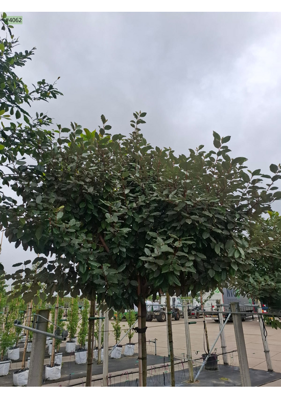 Elaeagnus ebbingei 'Compacta'