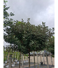Elaeagnus ebbingei 'Compacta'