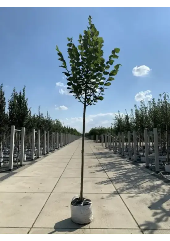 Sommerlinde Baum  | Tilia platyphyllos