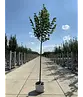 Sommerlinde Baum  | Tilia platyphyllos
