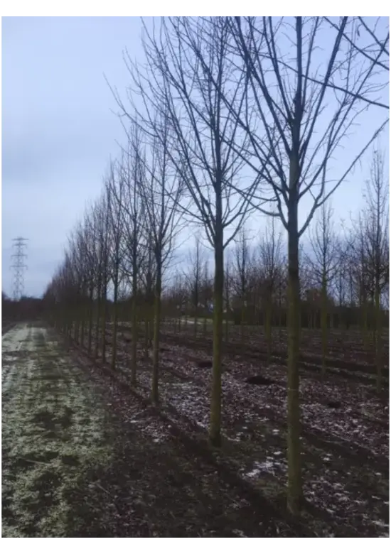 Sommerlinde Baum  | Tilia platyphyllos