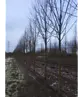 Sommerlinde Baum  | Tilia platyphyllos