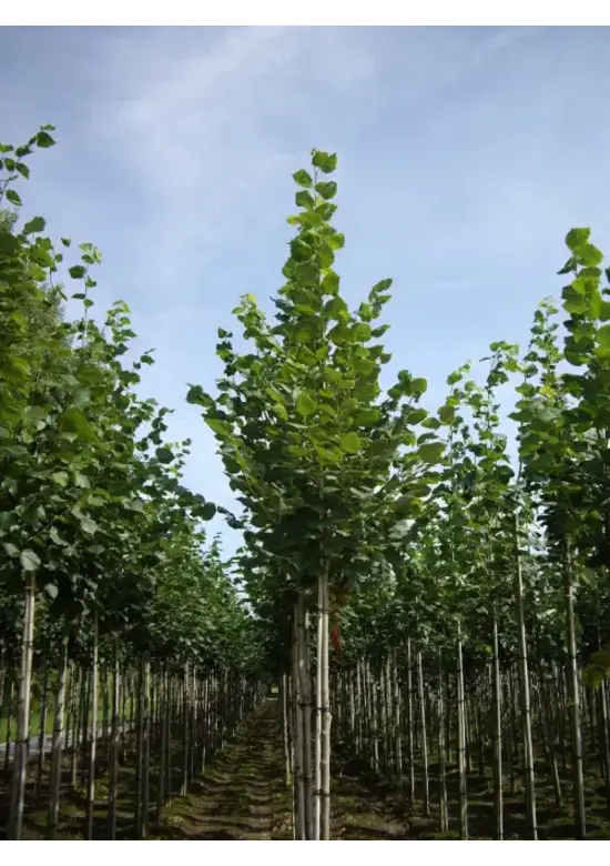Sommerlinde Baum  | Tilia platyphyllos