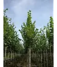 Sommerlinde Baum  | Tilia platyphyllos