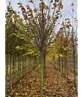 Sommerlinde Baum  | Tilia platyphyllos