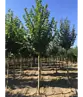 Sommerlinde Baum  | Tilia platyphyllos