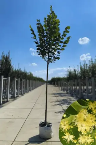 Sommerlinde Baum | Tilia platyphyllos