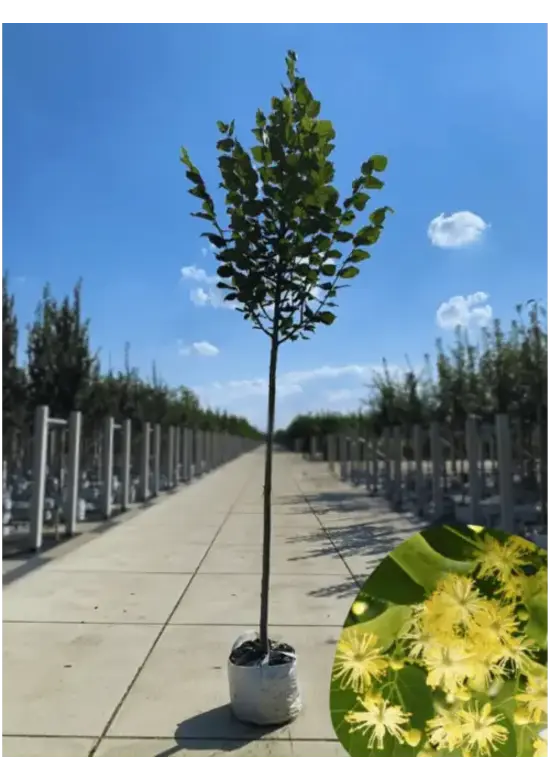 Sommerlinde Baum  | Tilia platyphyllos