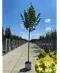 Sommerlinde Baum  | Tilia platyphyllos