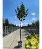Sommerlinde Baum  | Tilia platyphyllos