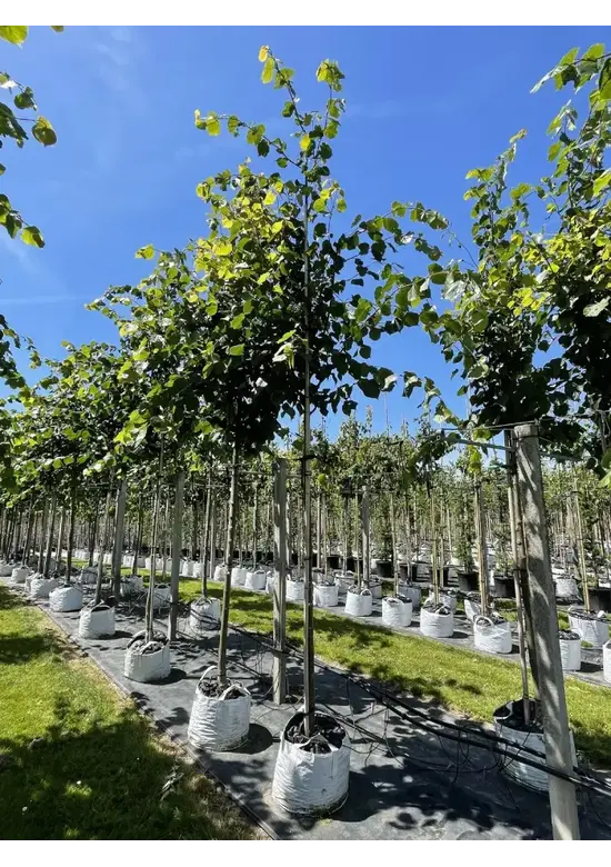 Kaiserlinde 'Pallida' | Tilia europaea 'Pallida'