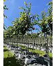 Kaiserlinde 'Pallida' | Tilia europaea 'Pallida'