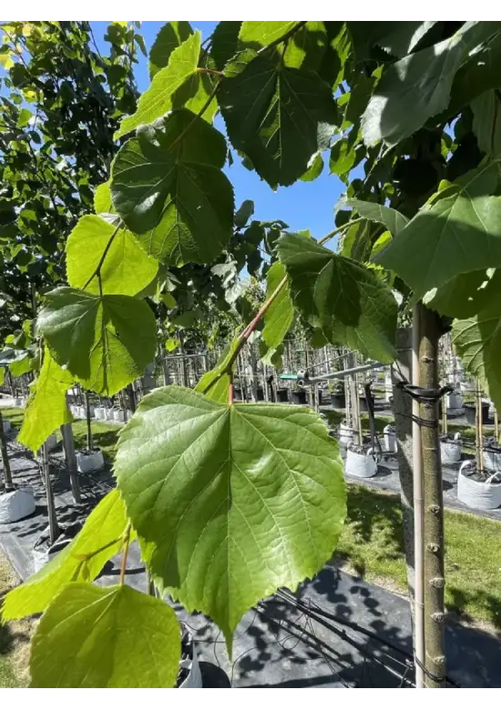 Kaiserlinde 'Pallida' | Tilia europaea 'Pallida'
