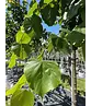 Kaiserlinde 'Pallida' | Tilia europaea 'Pallida'