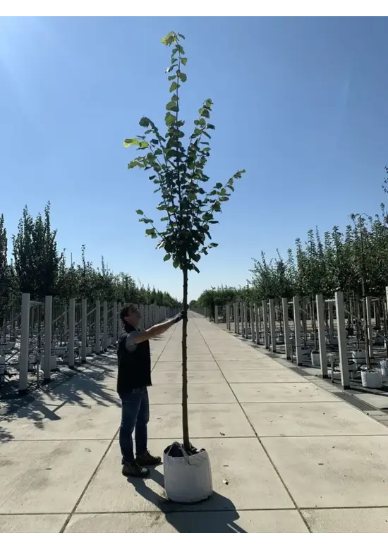 Kaiserlinde 'Pallida' | Tilia europaea 'Pallida'