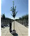 Kaiserlinde 'Pallida' | Tilia europaea 'Pallida'