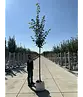 Kaiserlinde 'Pallida' | Tilia europaea 'Pallida'