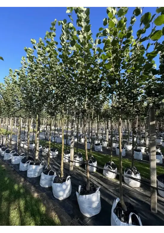 Kaiserlinde 'Pallida' | Tilia europaea 'Pallida'