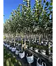 Kaiserlinde 'Pallida' | Tilia europaea 'Pallida'
