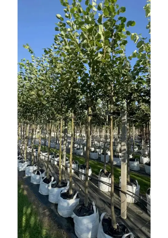 Kaiserlinde 'Pallida' | Tilia europaea 'Pallida'