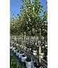 Kaiserlinde 'Pallida' | Tilia europaea 'Pallida'