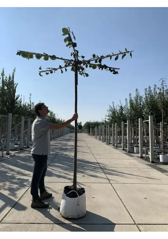 Dachlinde 'Pallida' | Tilia europaea 'Pallida'