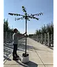 Dachlinde 'Pallida' | Tilia europaea 'Pallida'