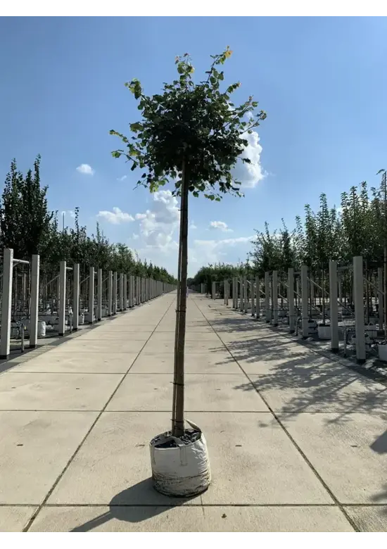 Kugel Winterlinde 'Green Globe' | Tilia cordata 'Green Globe'