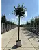 Kugel Winterlinde 'Green Globe' | Tilia cordata 'Green Globe'