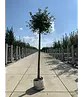 Kugel Winterlinde 'Green Globe' | Tilia cordata 'Green Globe'