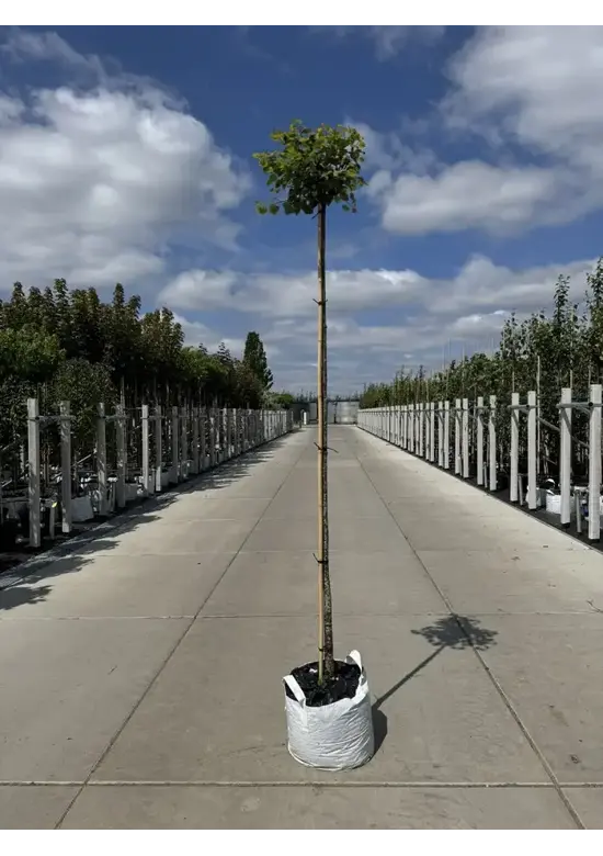 Kugel Winterlinde 'Green Globe' | Tilia cordata 'Green Globe'