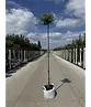 Kugel Winterlinde 'Green Globe' | Tilia cordata 'Green Globe'